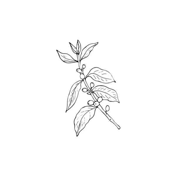 Böğürtlenli Yapraklı Yapımı Kahve Fabrikası Menü Veya Logo Için Izole — Stok Vektör
