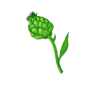 Taze enginar kafa vektör çizimi. Sebze çizimi beyaza izole edildi.