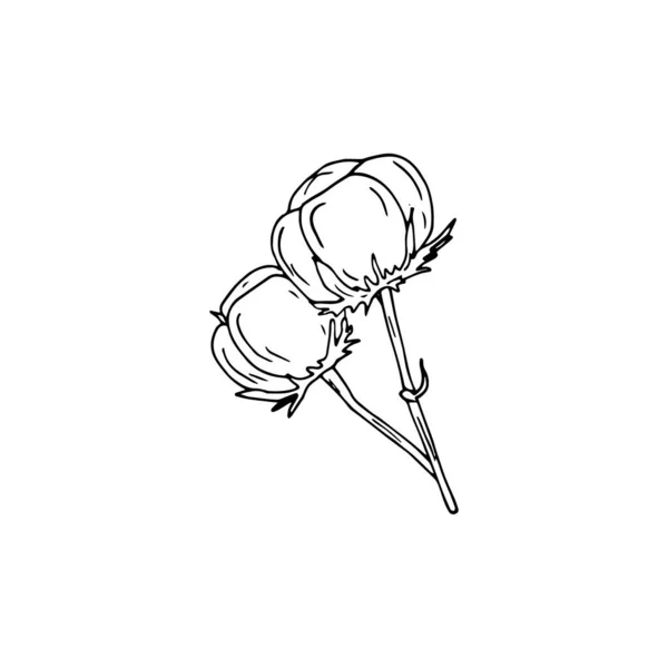 コットンの植物の枝 白い背景に分離された手描きのラインアートイラスト — ストックベクタ