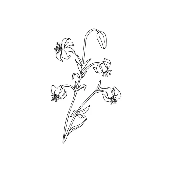 Linienkunst Lily Blume Zeichnung Isoliert Auf Weißem Hintergrund Handgezeichnete Vektorillustration — Stockvektor