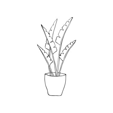 Tencereye elle çizilmiş ev bitkisi. İzole vektör illüstrasyonu