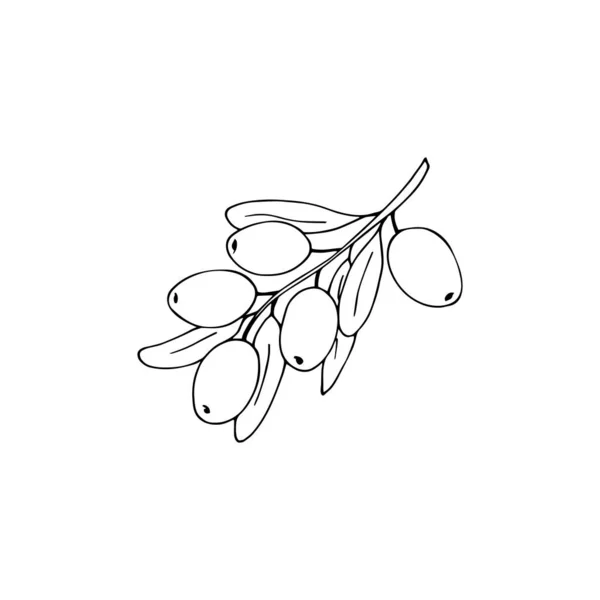 Handgezeichneter Olivenzweig Mit Blättern Und Früchten Isolierte Vektorabbildung — Stockvektor
