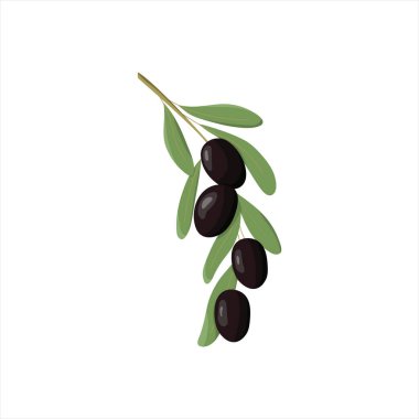 Doğal kozmetik, zeytin yağı ve ilaç tasarımı için siyah zeytin dalı. Beyaz arkaplanda izole edilmiş vektör illüstrasyonu. Zeytin dalı simgeleri, siyah zeytin meyveleri ve yapraklar. İtalyan, Yunan ya da Akdeniz mutfağı.