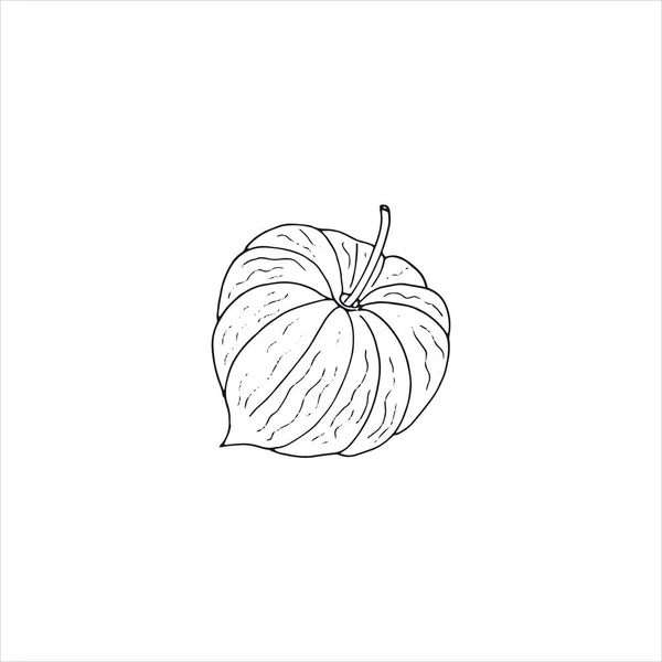 Physalis bitkisi çizimi. Elle çizilmiş sağlıklı meyve, vektör çizimi. Beyaz arkaplanda izole. 