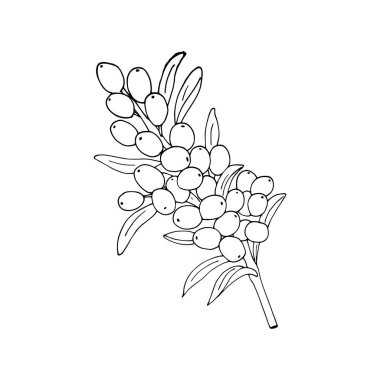 Böğürtlenli ve yapraklı deniz dikenli dallar beyaz arka planda izole edilmiş. Taze deniz dikenli, el yapımı doğal bitki dalları, vektör illüstrasyonu.