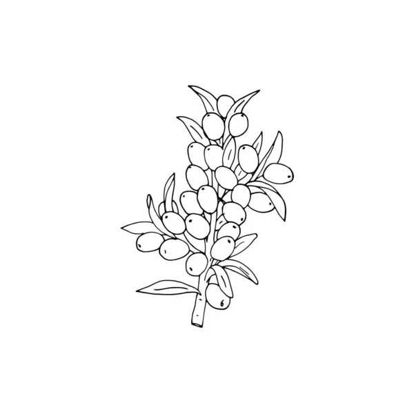 Векторная Иллюстрация Облепихи Ветка Ягодами Листья Упрощенный Изолированный Векторный Рисунок — стоковый вектор