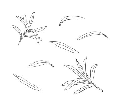 El yapımı deniz dikenli yapraklar. İyileştirici çay, yenebilir meyve. Yemek malzemesi. Kozmetik ve çay paketleme tasarımı için yapraklar, şifalı bitkiler.