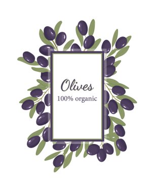 Organik zeytin etiketi. Mor zeytinler hazır. Meyve pankartı. Kalamata zeytinleri. Şablon. 