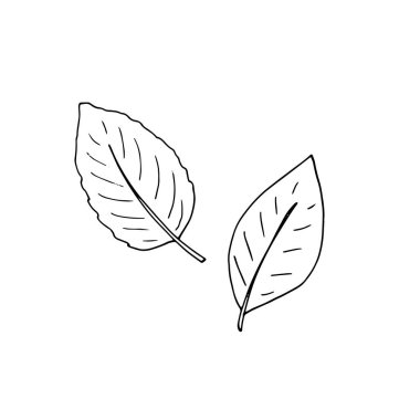 El yapımı dekoratif botanik öğesi. Yaprak seti. Vektör izole illüstrasyonu