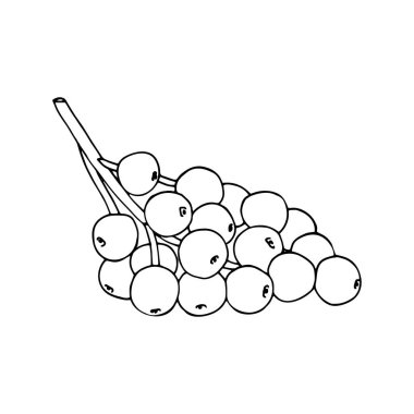 Böğürtlenli Mürver dalı. El yapımı Sambucus, beyaza izole edilmiş mürver böğürtlenleri. Botanik vektör illüstrasyonu