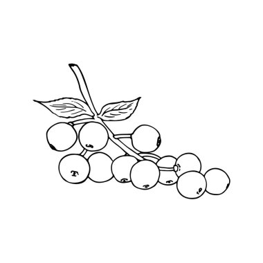 Dal üzerinde yaprakları olan böğürtlen. Doğal sağlıklı organik yaşlılar. Olgun Sambucus beyaz arkaplanda izole edildi