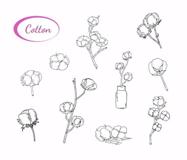 El yapımı pamuk dalı seti. Kabarık pamuklu bir vazo. Çizim tarzında bir resim, izole edilmiş. Paketleme, davet ve etiketlerin tasarımı için yazdır. 