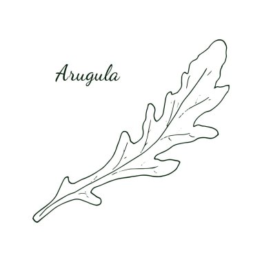 Arugula. Yapraklı taze roka, beyaz arka planda izole edilmiş. Rucola. karalama biçimi illüstrasyonu.