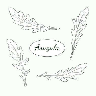 Arugula gidiyor. Elle çizilmiş roka, eruca sativa. Taze organik gıda. Sağlıklı bitki beyaz arkaplanda izole edildi