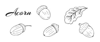  Meşe palamudu ve meşe yaprağı. Beyaz arkaplanda el yapımı botanik çizimi izole edildi.