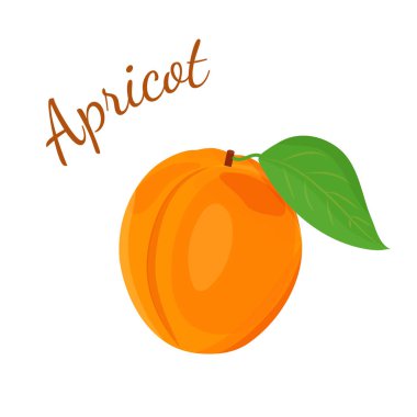 Beyaz arka planda yaprağı olan taze organik kayısı. Meyve illüstrasyonu. 