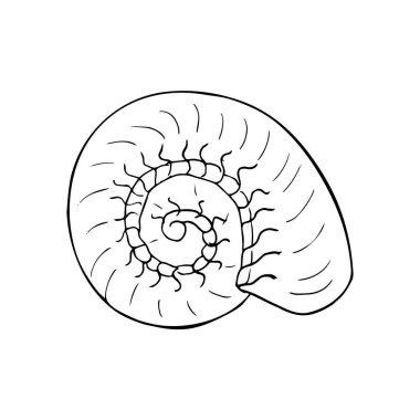 Spiral şeklinde deniz kabuğu. El çizimi kabuk çizimi beyaz arka planda izole edilmiş. Eskiz tarzında deniz yaşamı elementi, beyaz üzerine izole edilmiş.