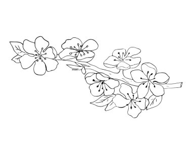 Çiçek açmış bir kayısı ağacının ayrıntılı siyah beyaz çizgisi çizimi. Bu el çizimi çiçek ve yapraklar, renklendirme sayfaları, botanik tasarımlar, bahar temalı projeler ve doğal dekor elementleri için mükemmeldir.