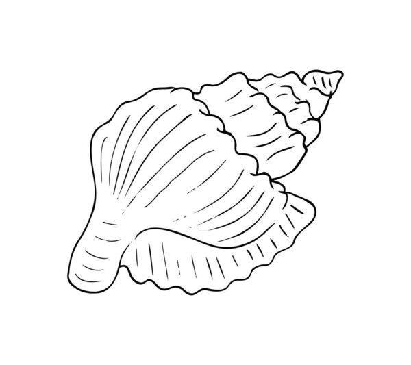 Hand-drawn seashell illustration in black and white. Perfect for beach-themed designs, coloring pages, summer decor, or ocean-related graphics.