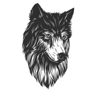 Vector illustration, Head wolf hand draw
