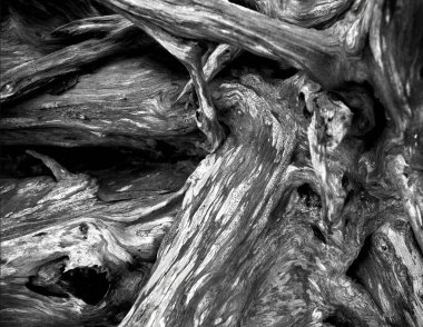 black and white close up of a tree rootball