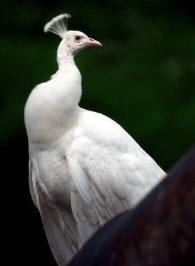 St. Augustine 'de bir albino tavus kuşu..