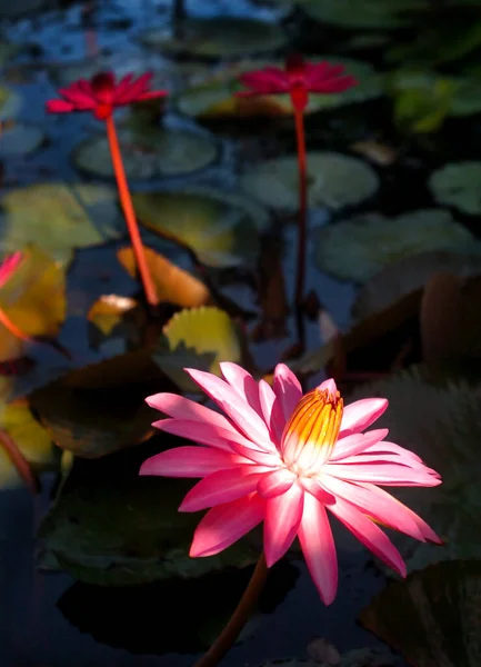 Lotus blooms in a pool of water  in Port Arthur, TX.