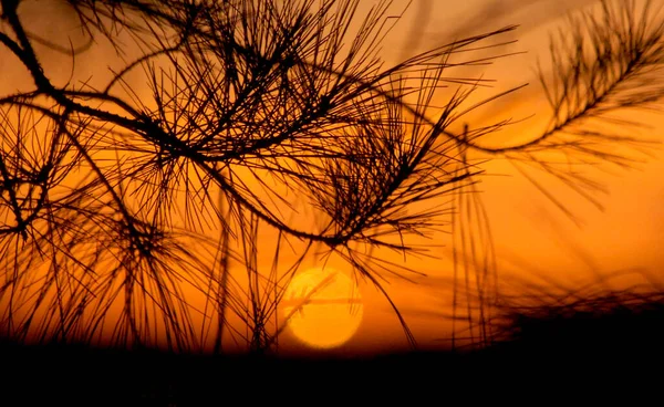 stock image The sun sets behind a pine tree in Montgomery, Ala.