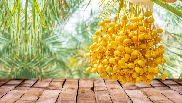 Beautiful  wooden floor and Barhi Dates palm yellow fruits field nature background, agriculture product standing showcase background, Barhi Dates palm tree garden and healthy food concept
