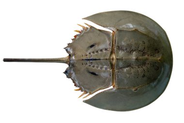 Üst yüzeydeki Atnalı yengeci ya da Limulus poliphemus beyaz arka planda izole edilmiş yukarıdan görüntüler. Deniz ürünleri.
