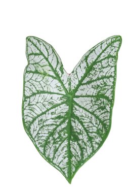 Aglaonema yaprakları, Bahar Karlı Çin Evergreen, egzotik tropikal yaprak, kesme yolu ile beyaz arka planda izole
