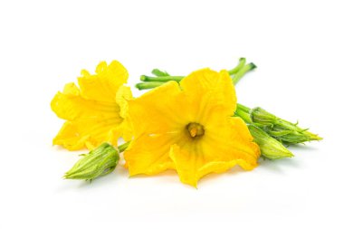 Beyaz arka planda izole edilmiş taze sarı balkabağı çiçeği.