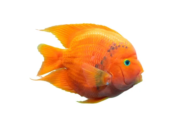 Риба Акваріум Риба Червоний Папуга Ізольована Білому Тлі Обрізаним Шляхом — стокове фото
