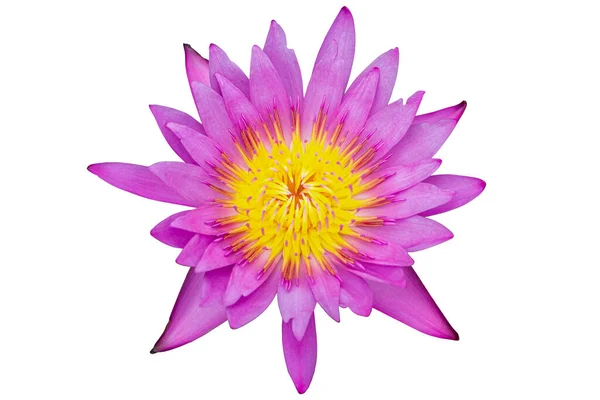 白色背景的紫色或粉色莲花 — 图库照片