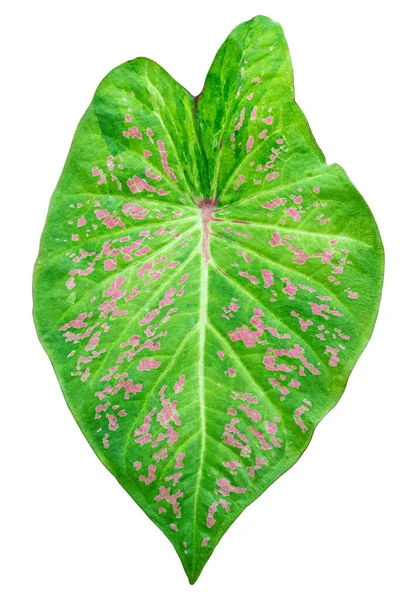Aglaonema Φύλλωμα Ροζ Και Πράσινο Spring Snow Chinese Evergreen Εξωτικό — Φωτογραφία Αρχείου