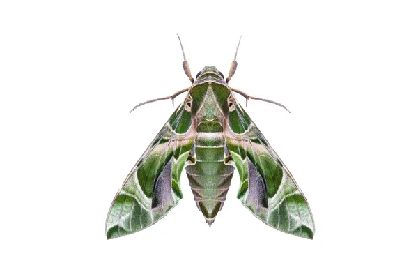 Oleander Hawkmoth Daphnis Nerii Isolated White Background Clipping Path Night — Stock Photo, Image