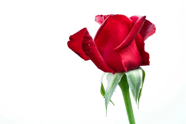 Trandafir Roșu Izolat Fundal Alb Alb Cale Tăiere — Fotografie, imagine de stoc