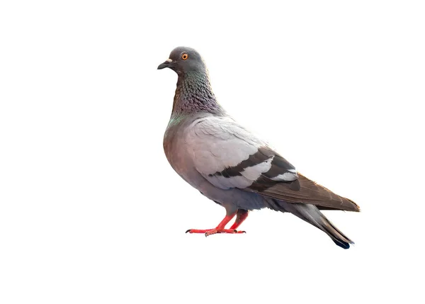 Full Body Standing Pigeon Bird Isolate White Background — Stock Photo, Image