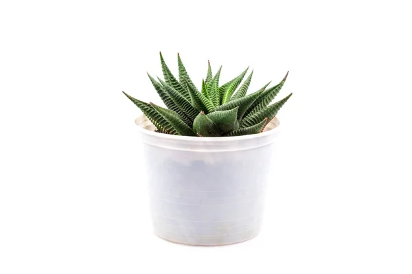Kleine Cactus Plant Witte Pot Haworthia Limifolia Isolate White Background — Stockfoto