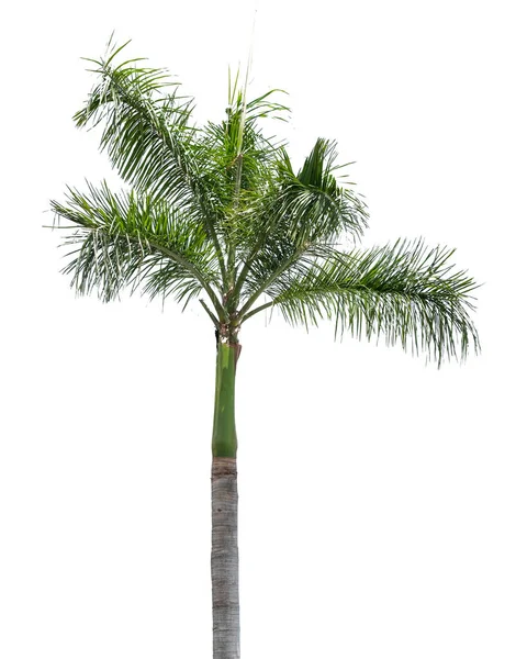 在白色背景上隔离的棕榈树 园林设计的剪枝路径 — 图库照片