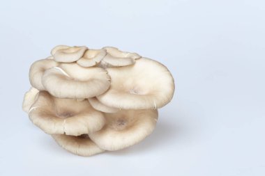 Mantar, mantar (Tayland mantarı), beyaz arka planda yüksek çözünürlüklü beyaz mantar, makro