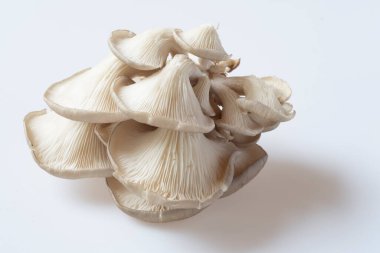 Mantar, mantar (Tayland mantarı), beyaz arka planda yüksek çözünürlüklü beyaz mantar, makro