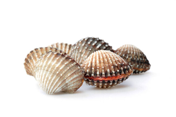 fresh Cockles isolated on white background