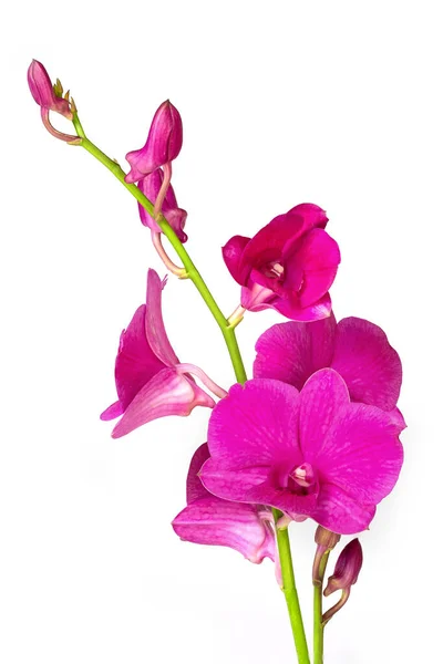 stock image pink orchid isolated on white background