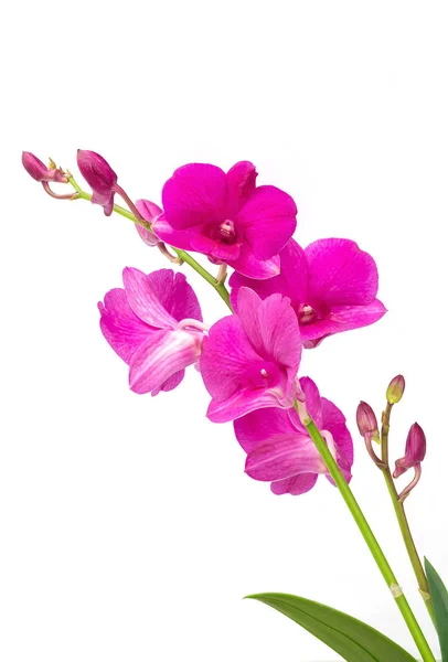 stock image pink orchid isolated on white background