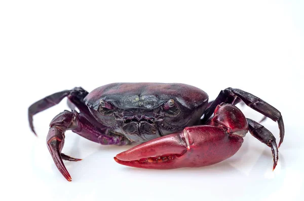 Krab Veld Crab Geïsoleerd Witte Achtergrond — Stockfoto
