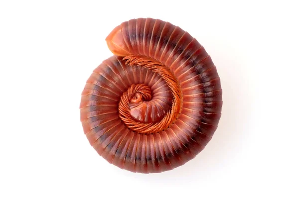 stock image close-up of millipede curled up on the white background, See the legs of millipede in a hundred legs, macro