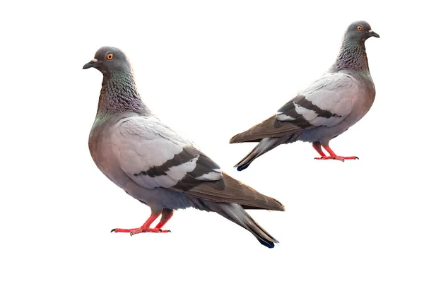 Ayakta Duran Güvercin Kuşunun Tüm Gövdesi Beyaz Arka Planda Izole — Stok fotoğraf