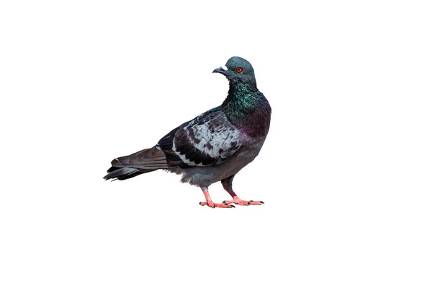 Full Body Standing Pigeon Bird Isolate White Background Clipping Path — Stockfoto
