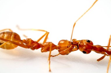 Kavga, iki karınca kavgası, seçici gözler, beyaz arka plana yüksek çözünürlükte odaklanma, makro